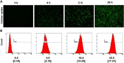 Hyaluronic Acid-Modified Nanoplatforms as a Vector for Targeted Delivery of Autophagy-Related Gene to the Endometriotic Lesions in Mice